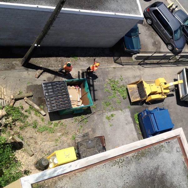 tree team in an alley