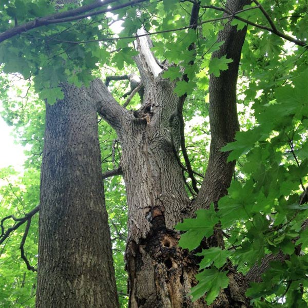 steep angle up tree trunk