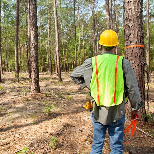 arborist looking at tree