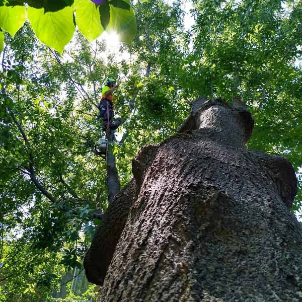 man and crane trimming tree