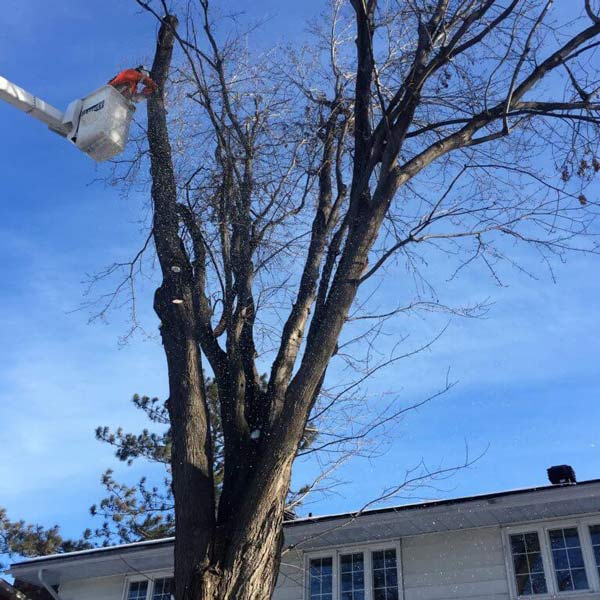 tree being trimmed away from house